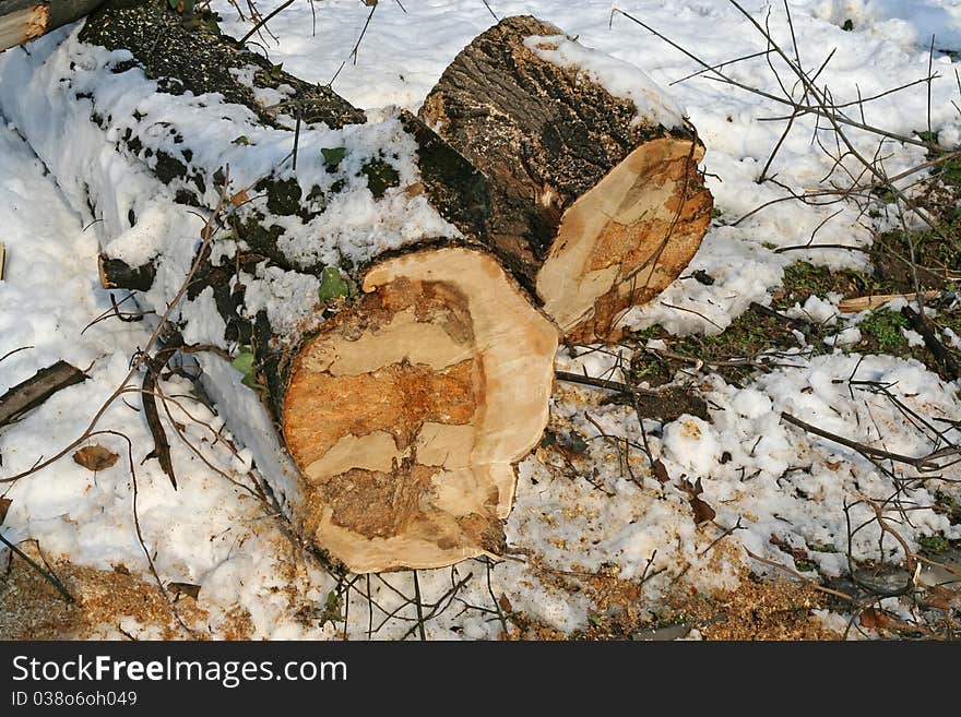 Cut tree. Tree log. Tree under snow.