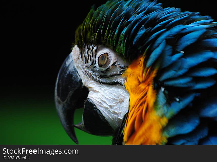 Macaw's Eyelids being closed