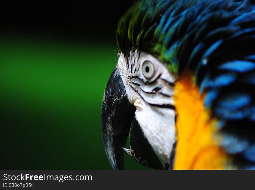 Close up of a Macaw's Beak with dark green background