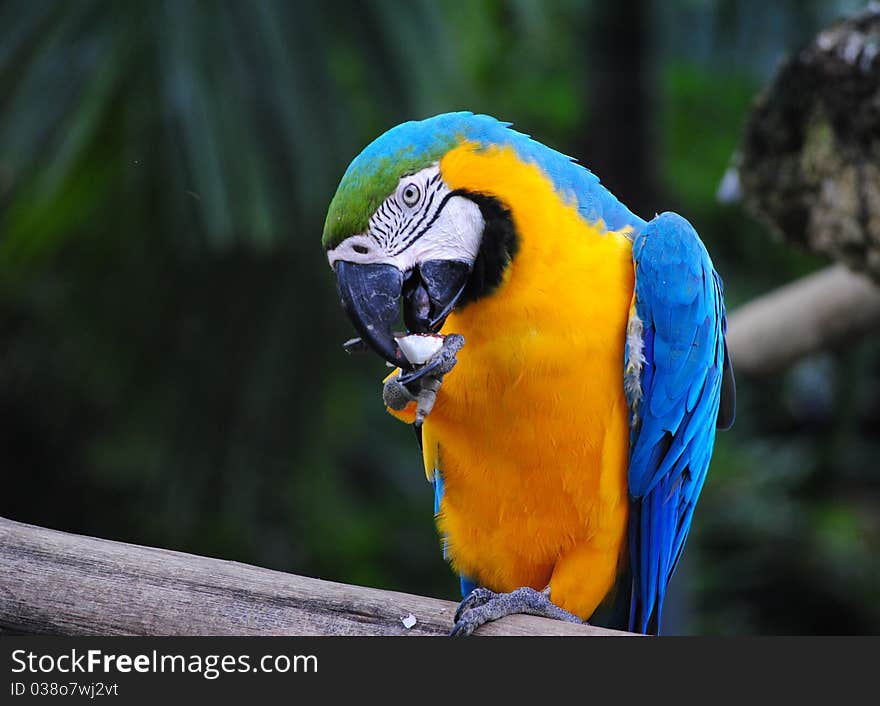 Macaw's Licking with tongue. Macaw's Licking with tongue