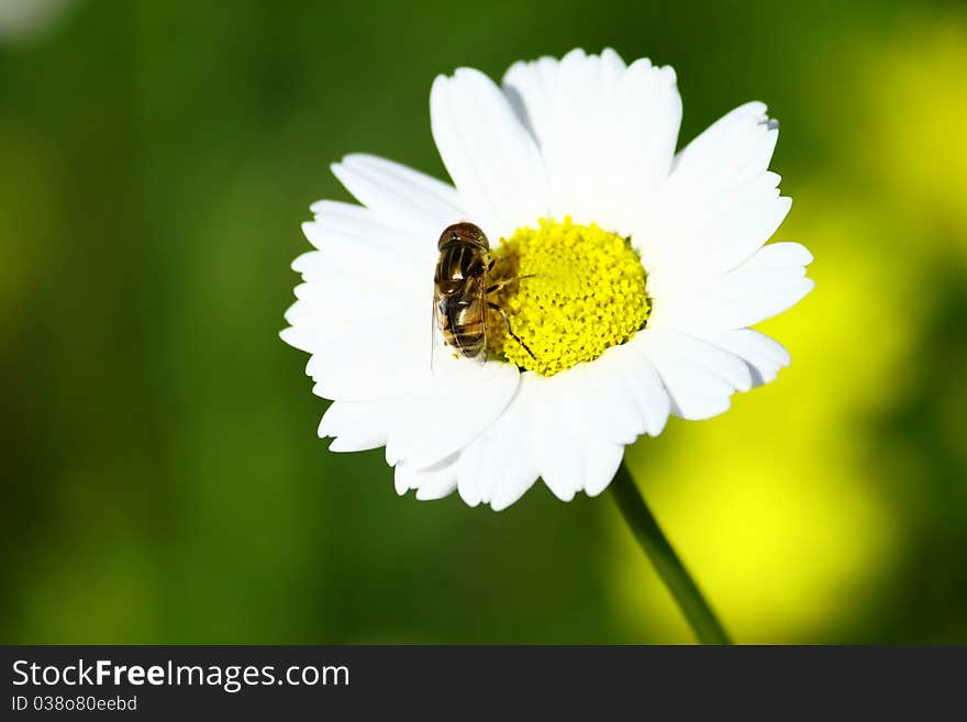 Fly on a daisy