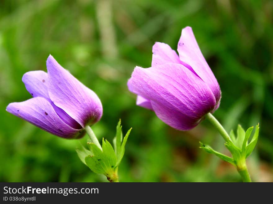 Beautiful Couple (Purple Anemone)