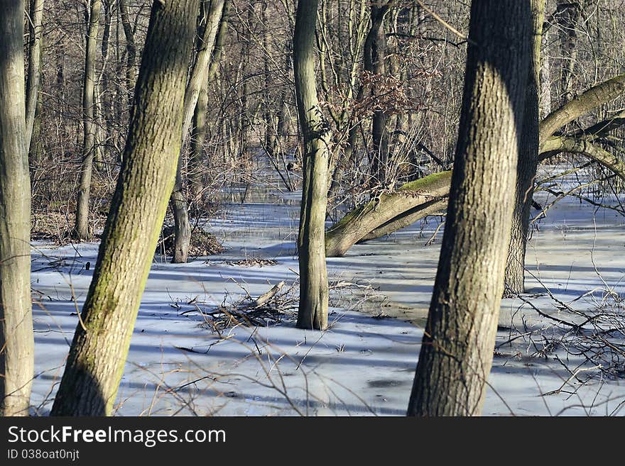 Trees in the ice