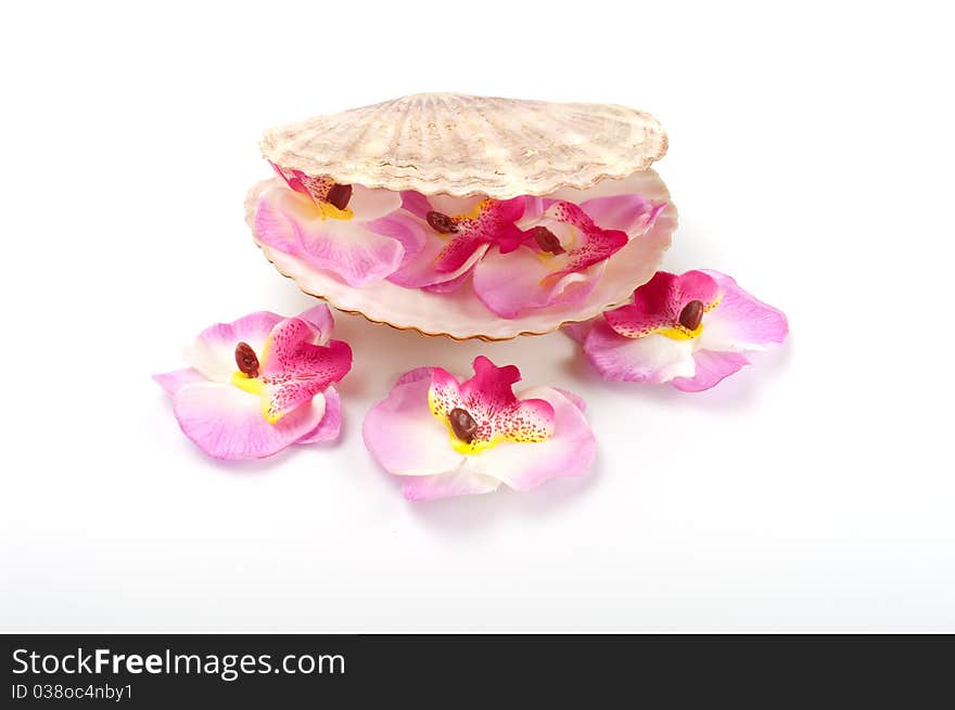 Orchid and scallop isolated on white background