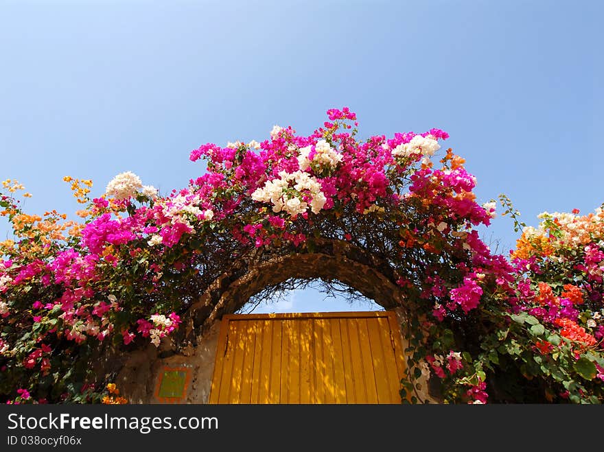 Flowers in Senegal Ngor Island