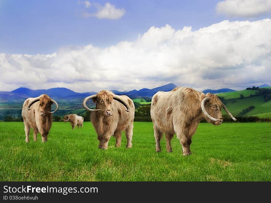 Highland Cattle in a beautiful green pasture