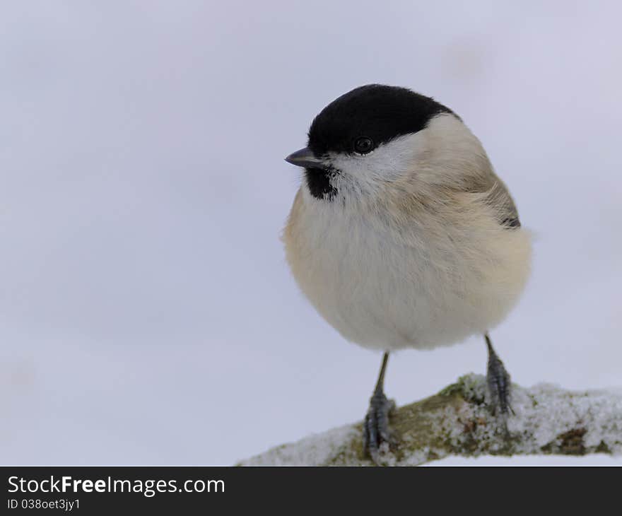 Marsh Tit (Poecile palustris)