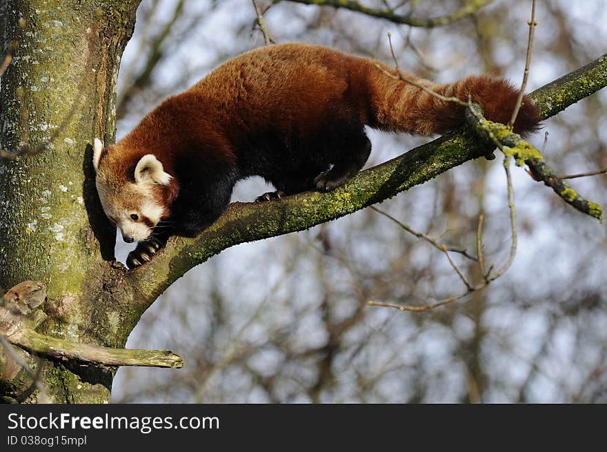 Red Panda (Ailurus fulgens)