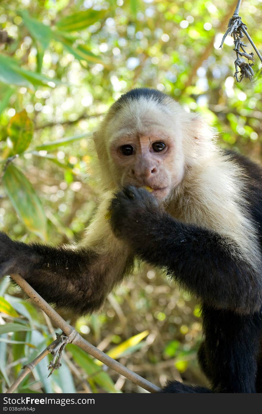 Also called the white faced monkey is commonly found in Central America. Also called the white faced monkey is commonly found in Central America