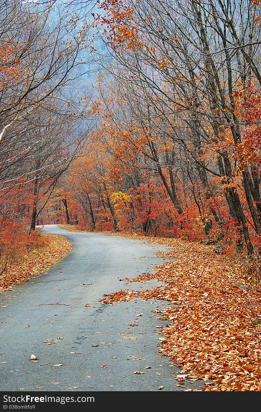 Park a road covered with fallen leaves. Park a road covered with fallen leaves