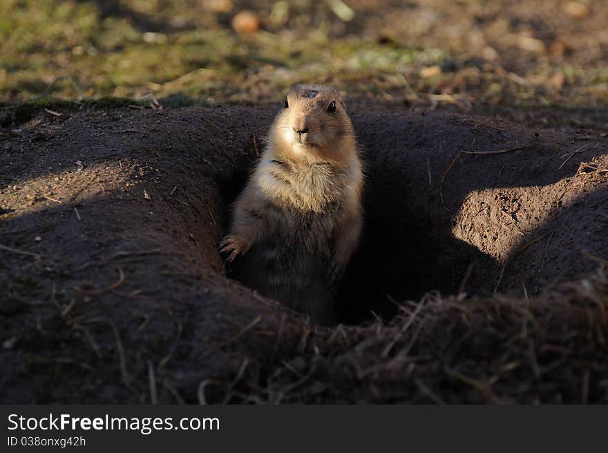 Prairie dogs (Cynomys)