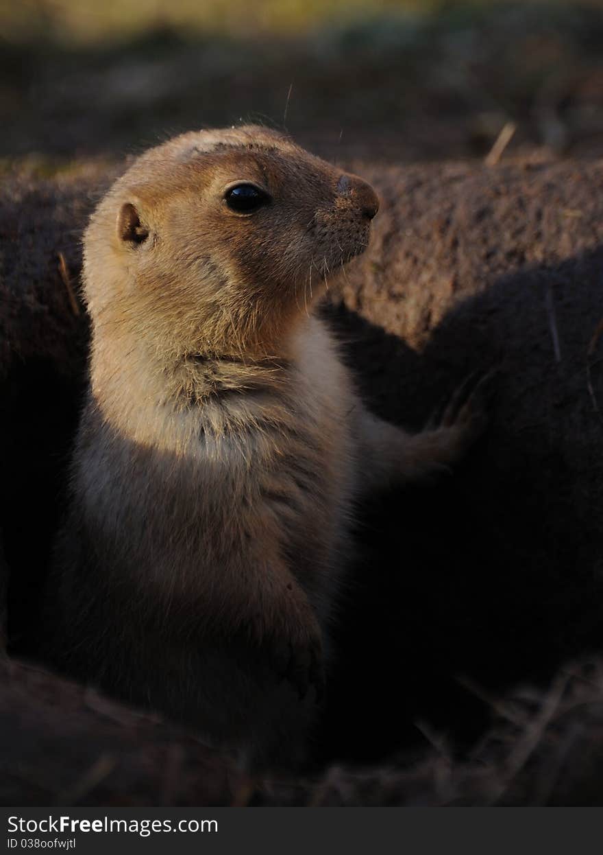 The prairie dog is living in the grasslands of North America. The prairie dog is living in the grasslands of North America