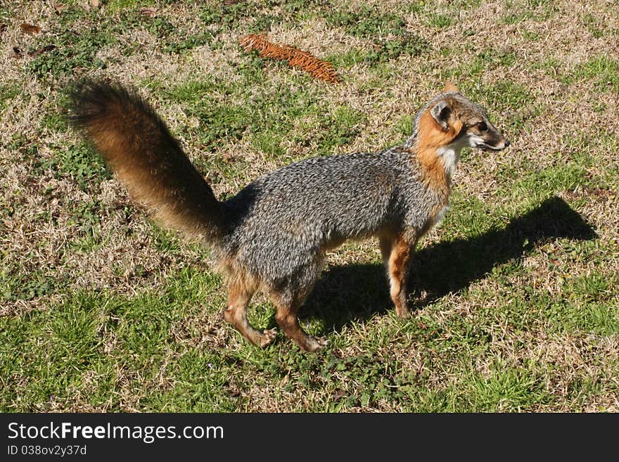 Outdoor photo of a gray fox that has been mounted through the process of taxidermy. Outdoor photo of a gray fox that has been mounted through the process of taxidermy.