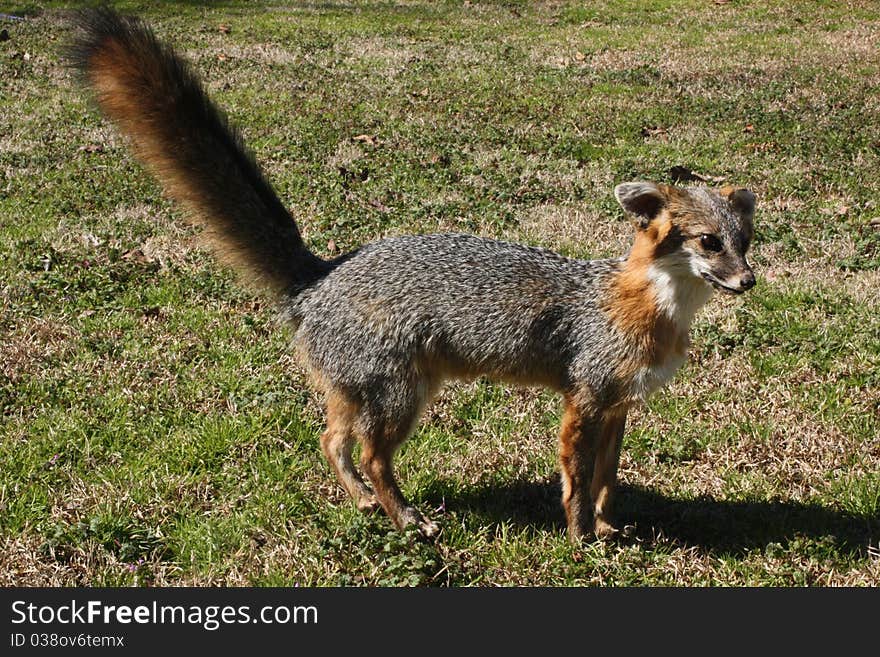 Outdoor photo of a gray fox that has been mounted through the process of taxidermy. Outdoor photo of a gray fox that has been mounted through the process of taxidermy.