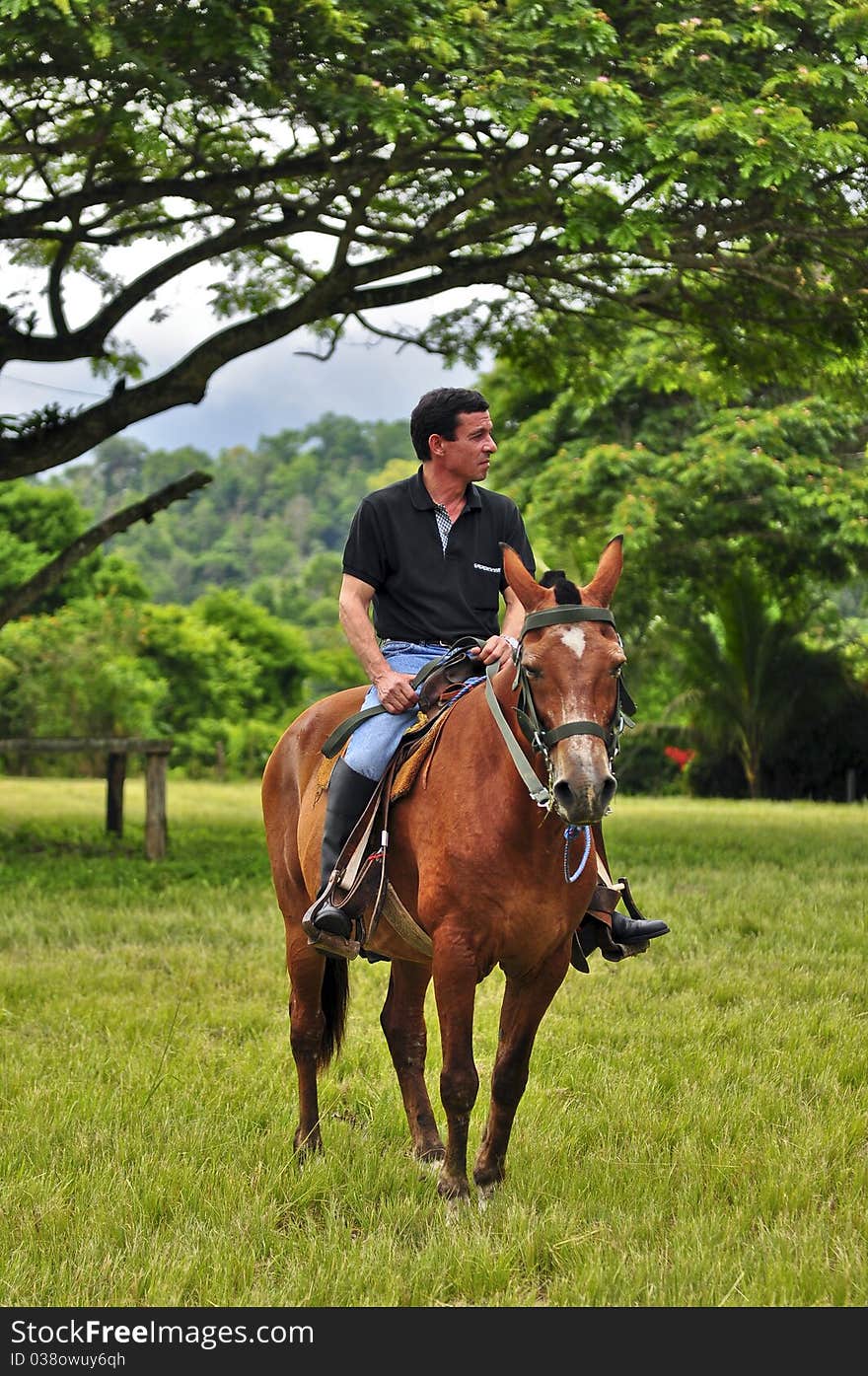 A man on horseback in a meadow. A man on horseback in a meadow