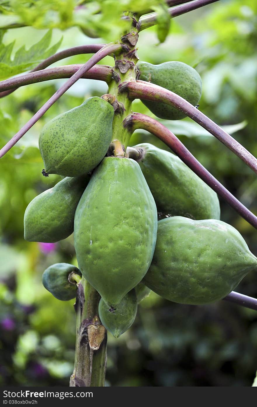 Papaya tree