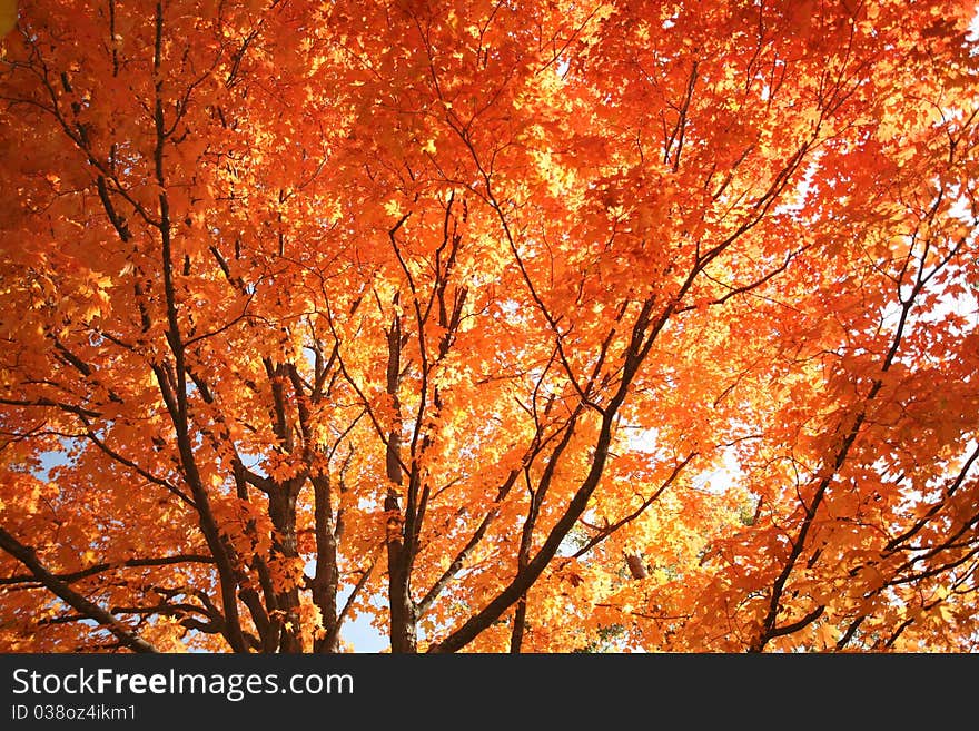 Autumn Tree Colors Back Lit By The Sun. Autumn Tree Colors Back Lit By The Sun