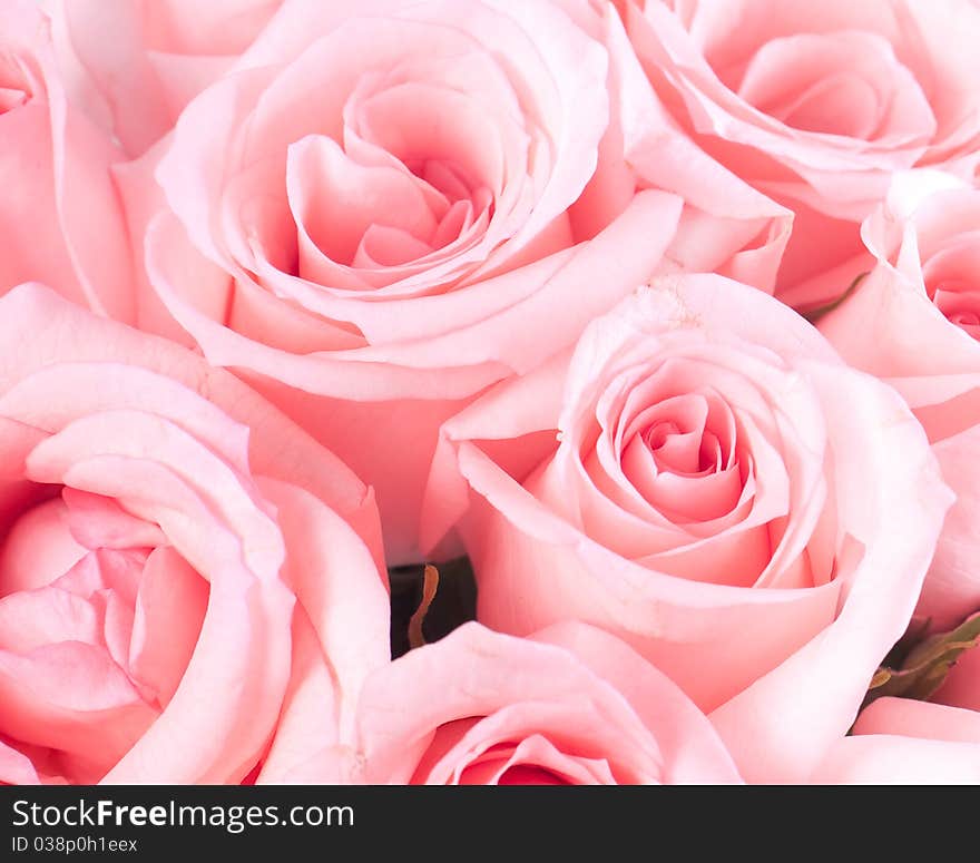 Soft and beautiful Pink roses