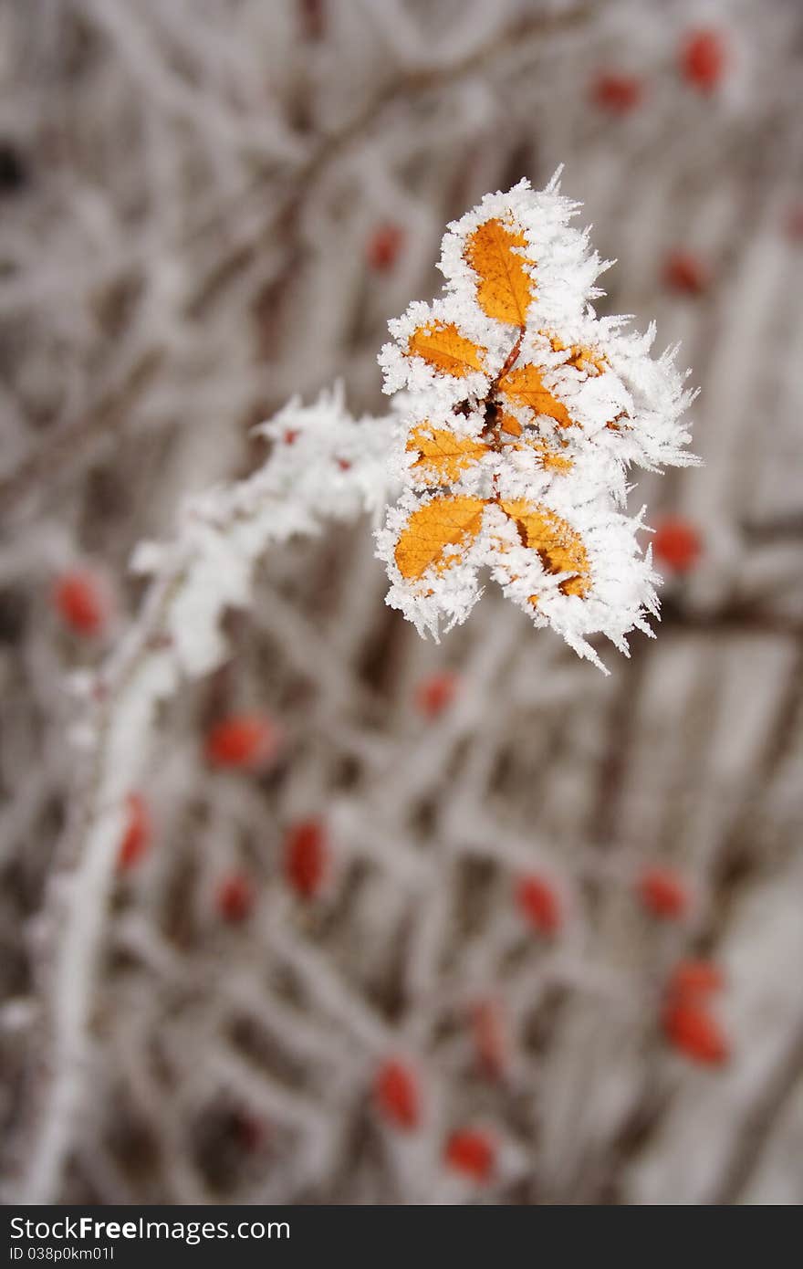 Yellow berry leaves covered in ice