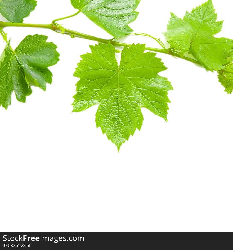 Beautiful background in the form of a young grapevine