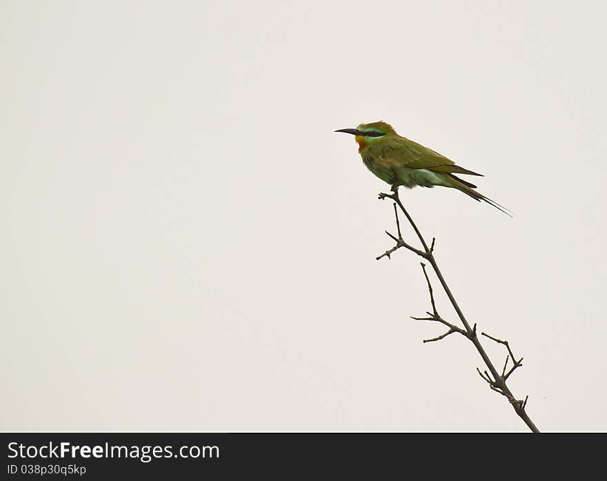 A Blue-cheeked Bee-eater balances on a thin twig as most Bee-eaters like to do. A Blue-cheeked Bee-eater balances on a thin twig as most Bee-eaters like to do.