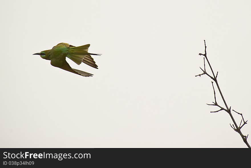 A Blue-cheeked Bee-eater shows it´s lightning-fast flight. A Blue-cheeked Bee-eater shows it´s lightning-fast flight.