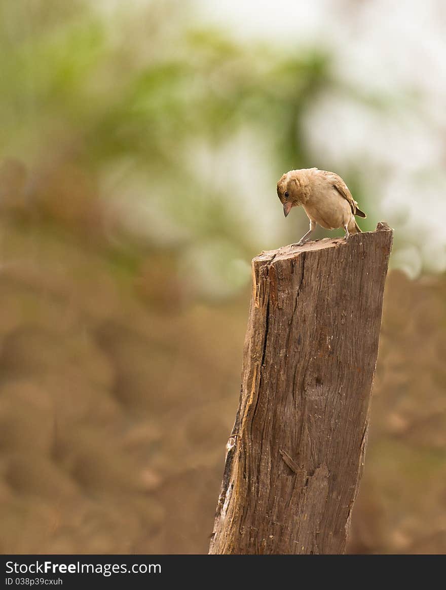 The Bush Petronia is small dull-colored bird common to the Gambian fields and gardens. The Bush Petronia is small dull-colored bird common to the Gambian fields and gardens.