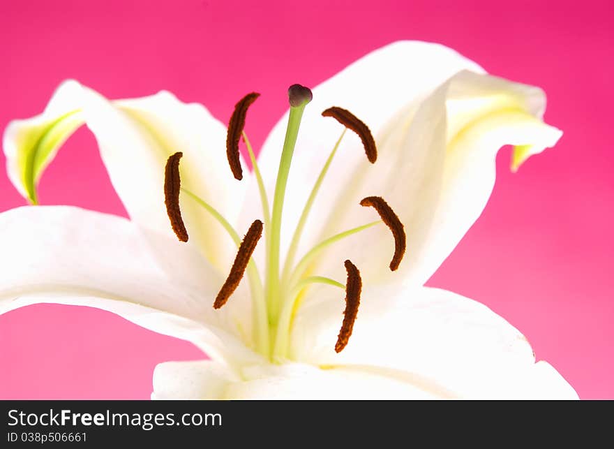 Close up of Easter lily