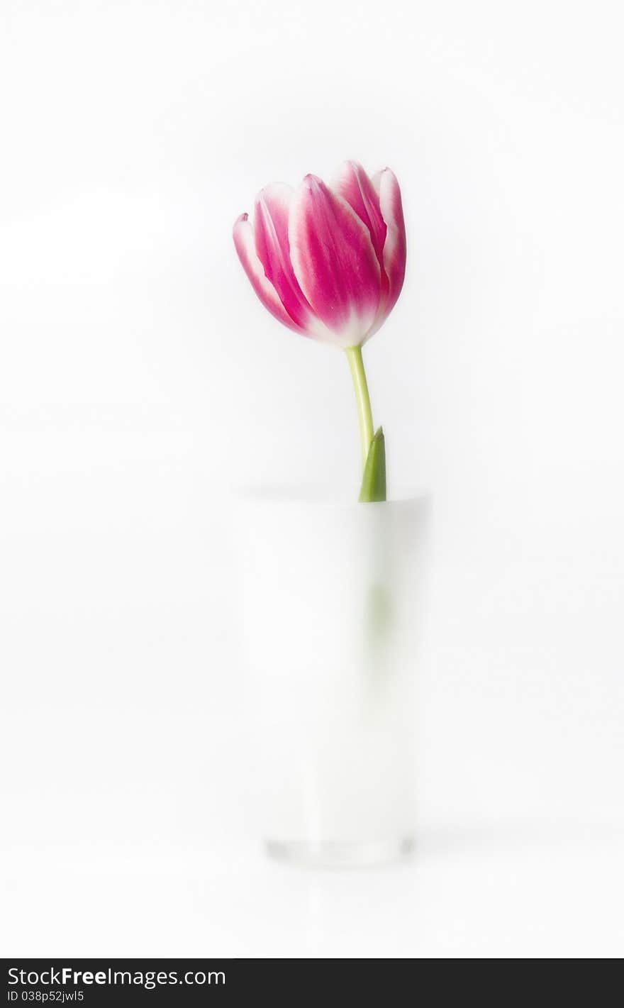 Pink tulip