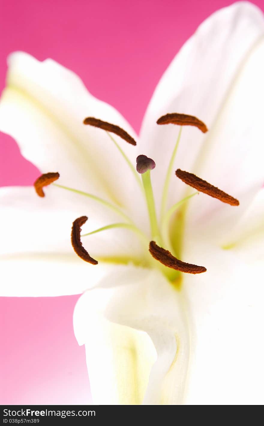 Close up of Easter lily