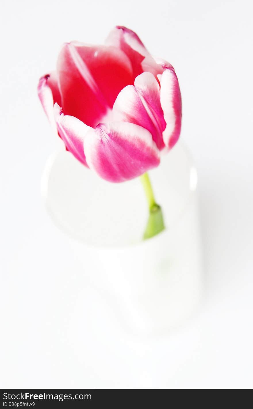 Pink Tulip