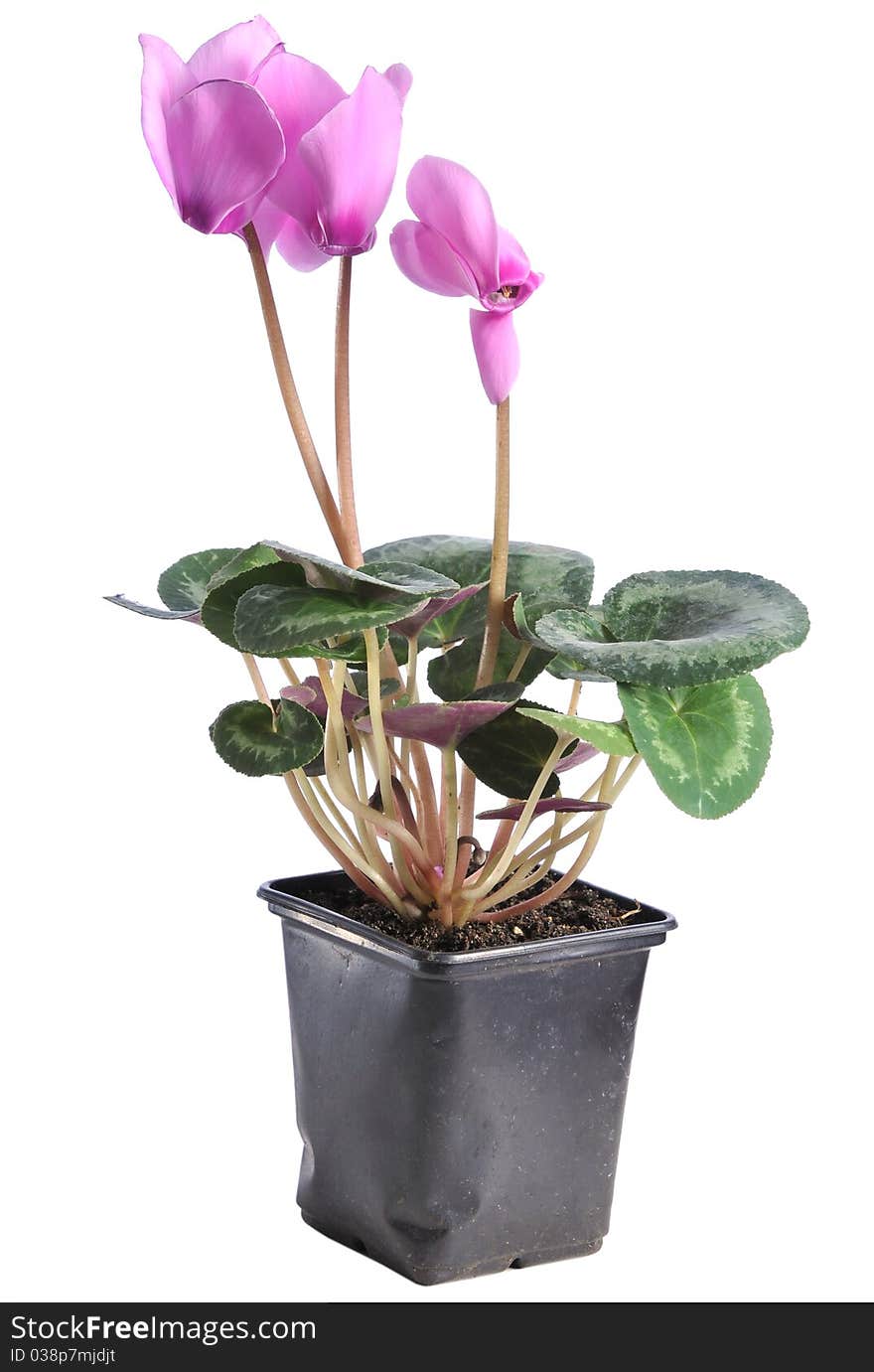 Cyclamen