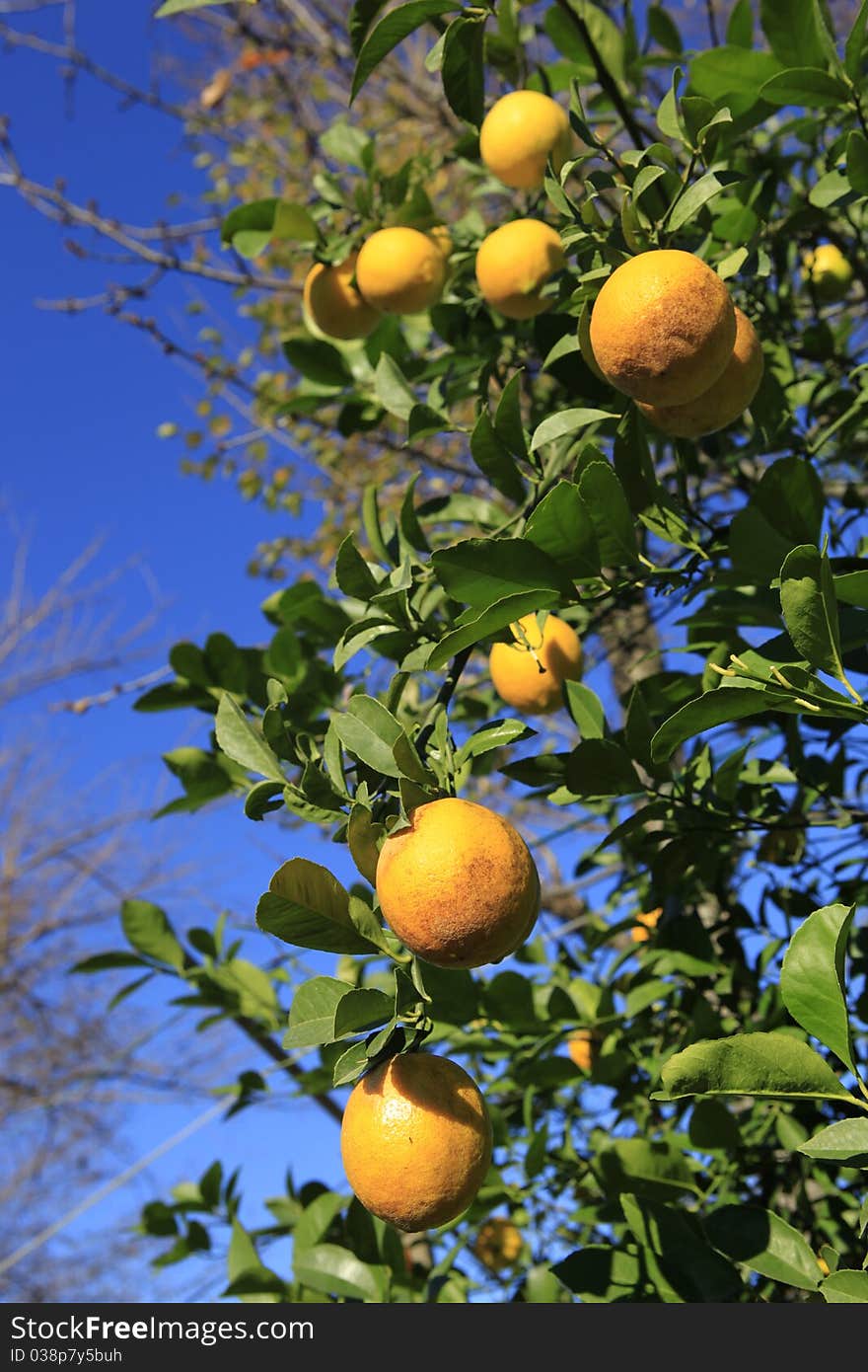 Orange Tree with fresh fruits