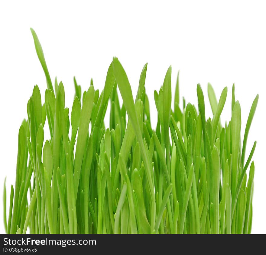 Isolated green grass on white background