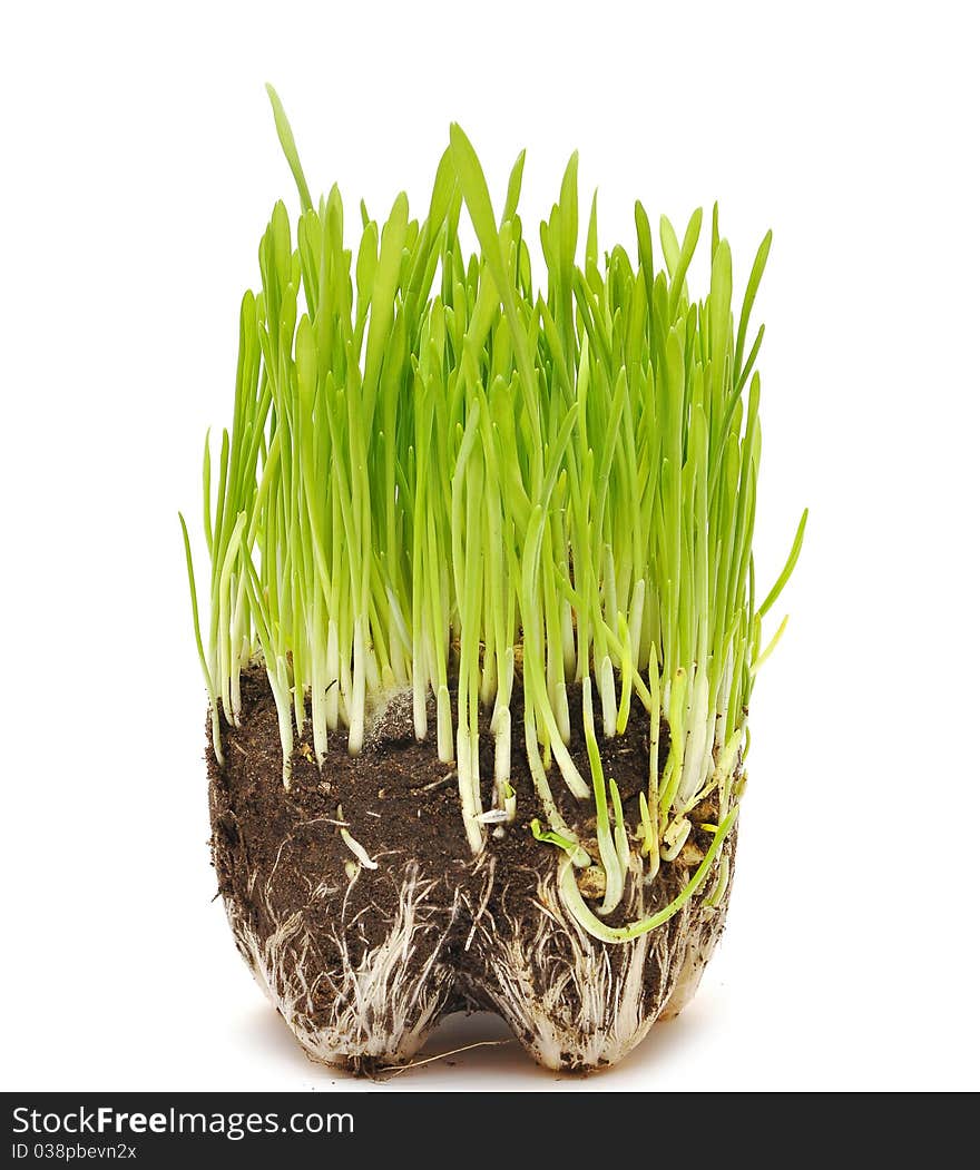 Green grass growing from the roots in the ground on a white background