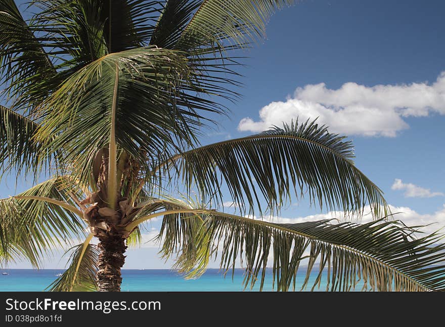 Palm tree and ocean