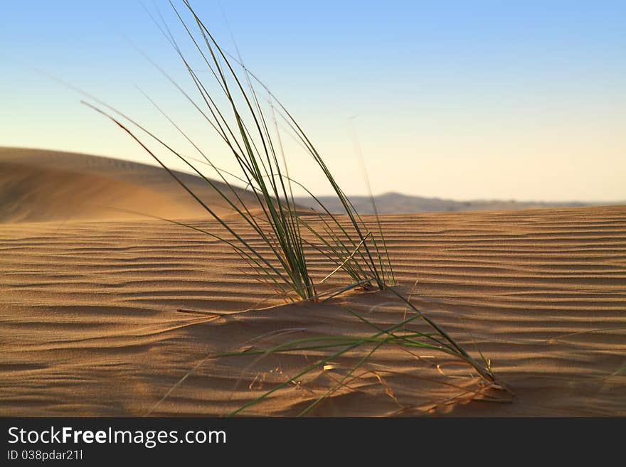 Life beginning in the desert with green plant