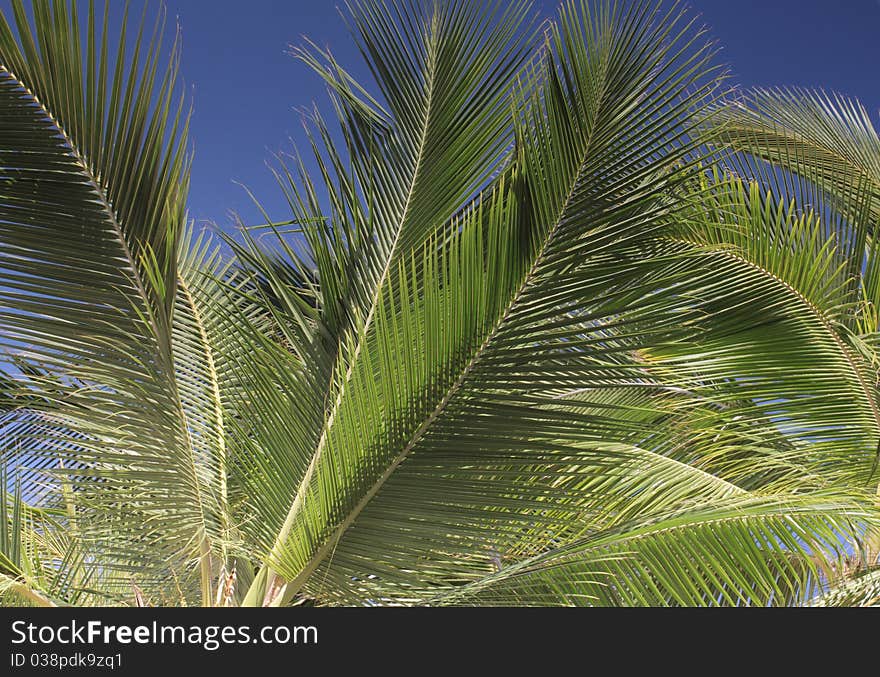 Palm tree detail