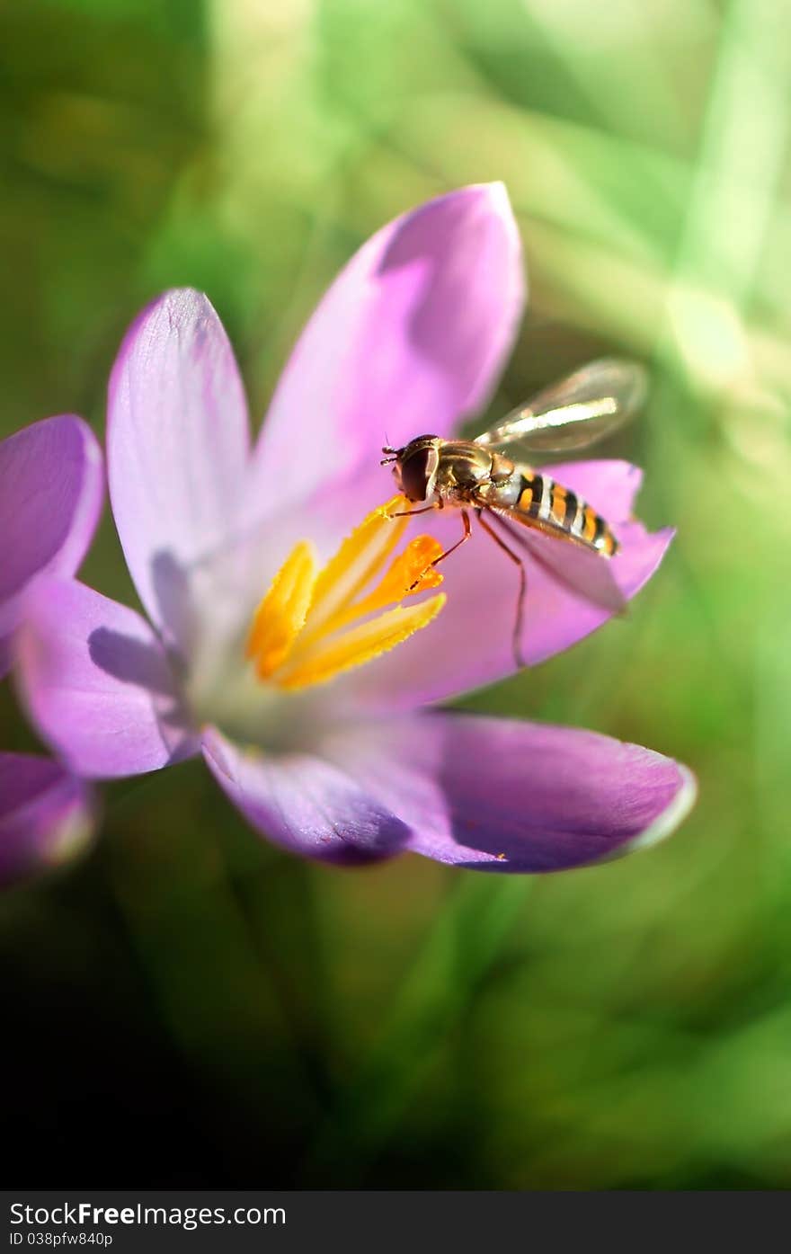 Gorgeous macro picture of a bee eating in magenta and yellow flower. Gorgeous macro picture of a bee eating in magenta and yellow flower.