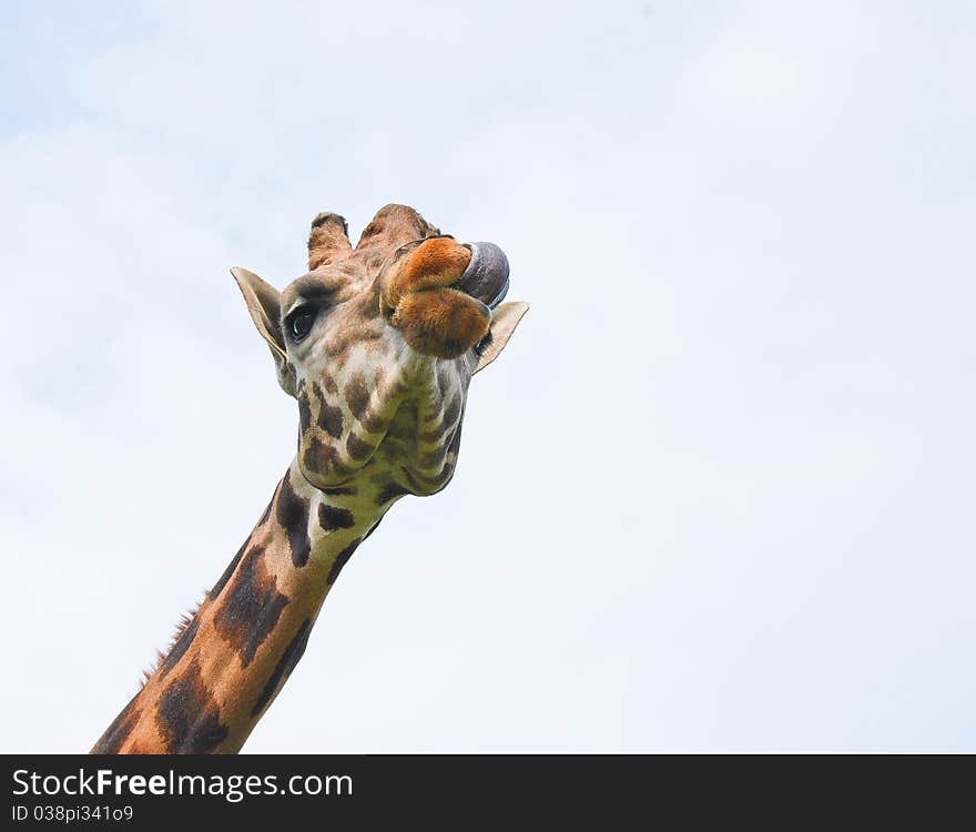 Giraffe licking its lips as viewed from below. Giraffe licking its lips as viewed from below