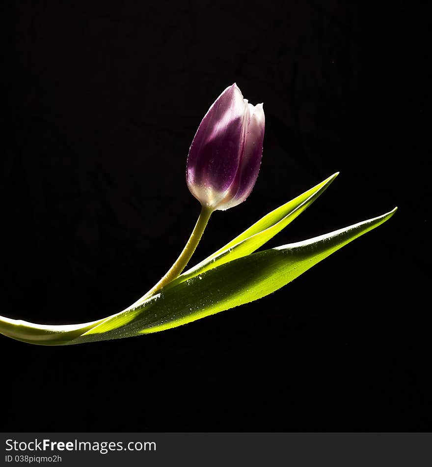 Tulip flower on clean black background