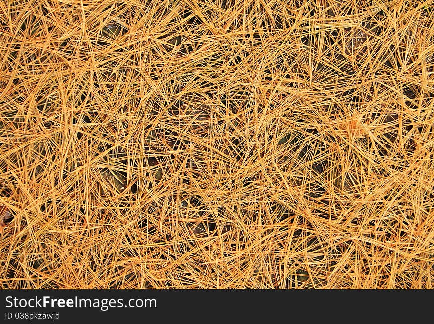 Pine needle background and texture in autumn season