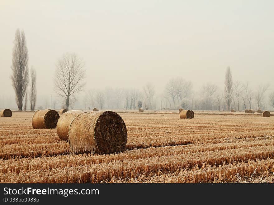 Hay bales in a wheat field