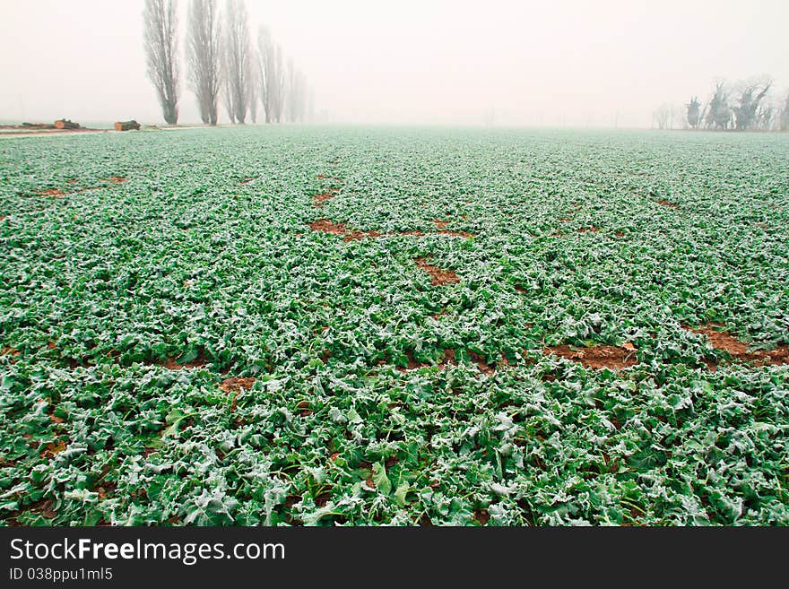 Vegetables Frozen in a cold day