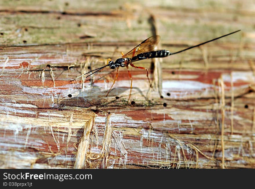 Giant Ichneumon Wasp on Dead Cedar