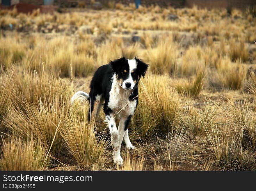 Dog running through field in Peru. Dog running through field in Peru