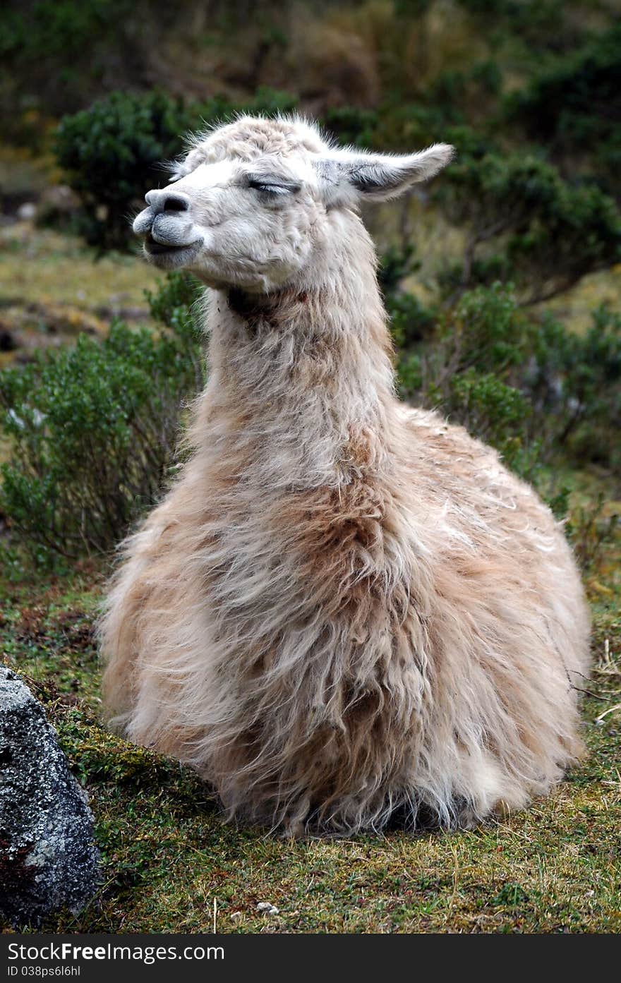 Llama resting on hill in Peru