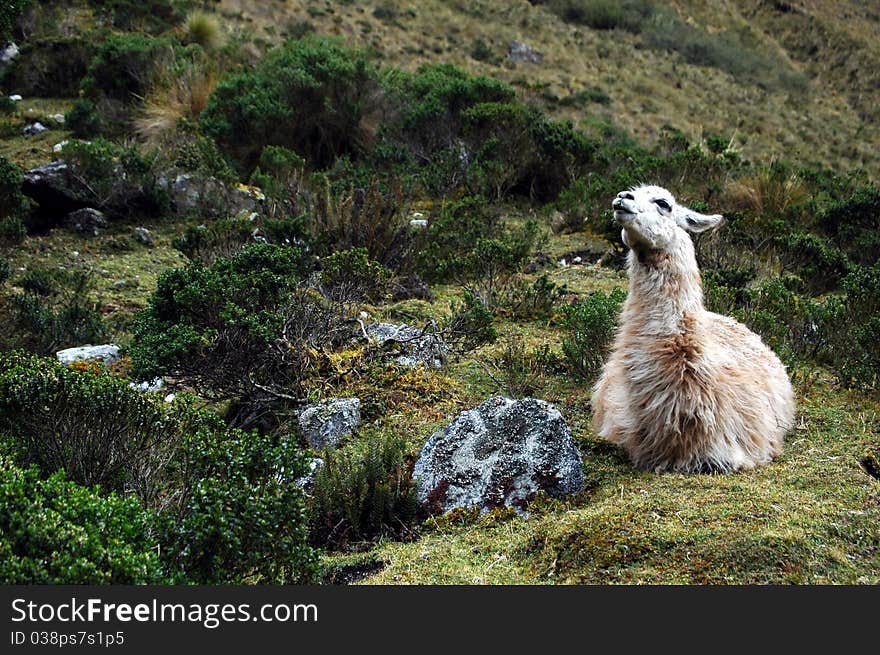 Llama sitting down on mountain and looking up. Llama sitting down on mountain and looking up