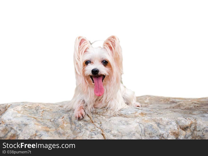 YorkshireTerrier On The Rock