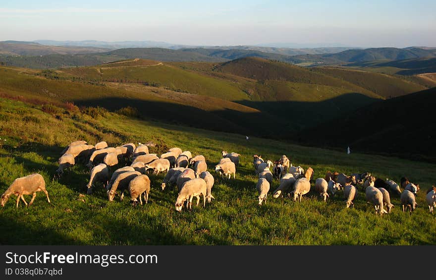 Flock of sheeps mountains in sunset hour